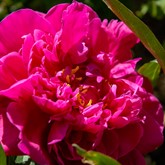 Peony